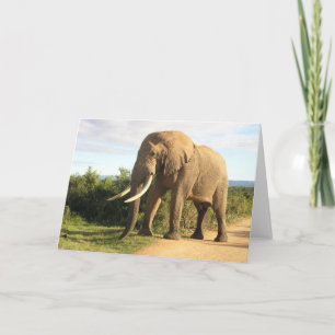 Carte de voeux Bull Elephant