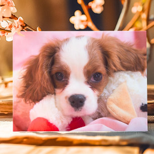 Carte de vœux Cavalier King Charles Chiot Mignon