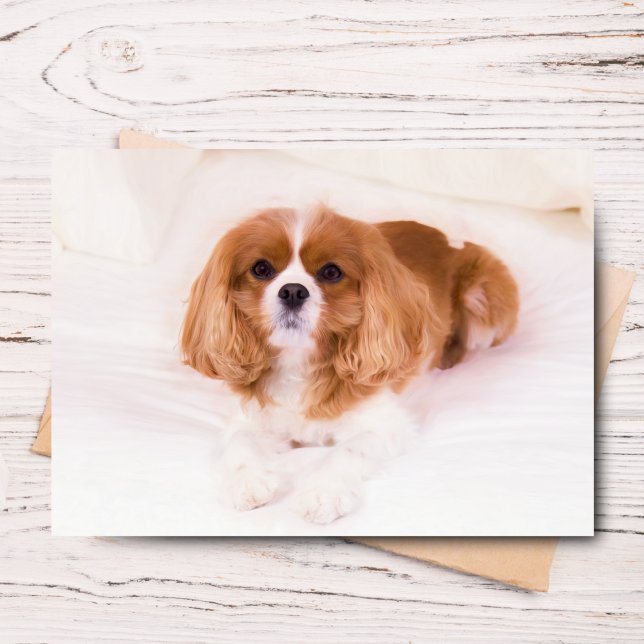 Carte de vœux Cavalier King Charles Spaniel (Send joy with this adorable Sadie greeting card for any occasion.)