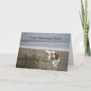 Carte de voeux Cavalier King Charles Spaniel