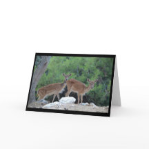 Carte de vœux Cerfs-Carte de félicitation Cerfs