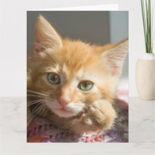 CARTE DE VOEUX CHATON GINGEMBRE ANNIVERSAIRE
