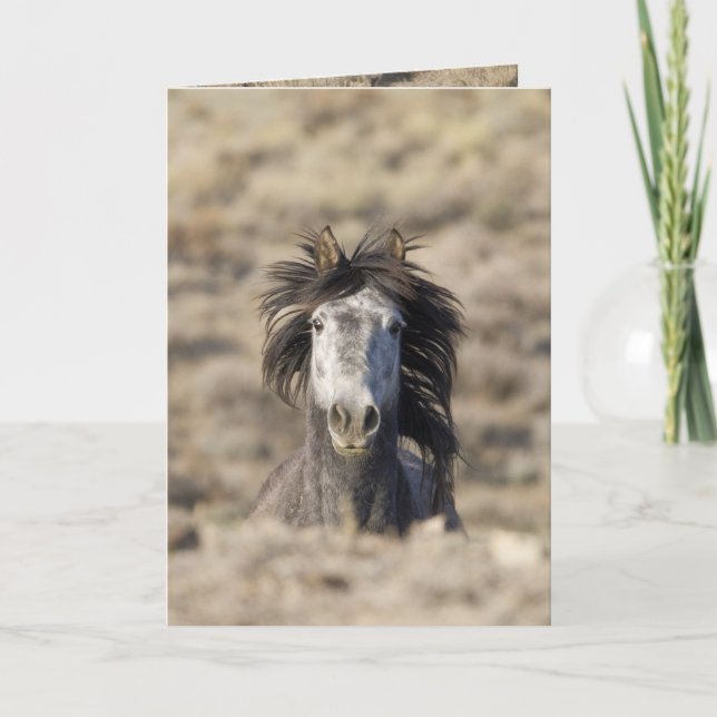Carte de voeux Cheval Sauvage (Devant)