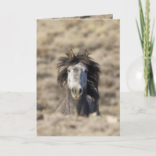 Carte de voeux Cheval Sauvage