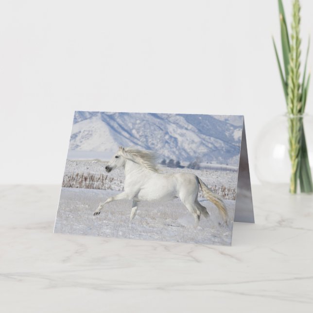 Carte de voeux Cheval Stallion Neige Blanche (Devant)