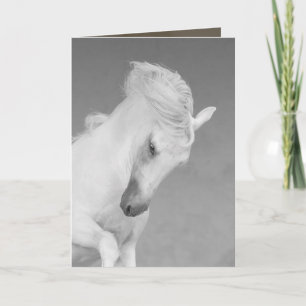 Carte de voeux Cheval - Tête d'étoile blanche