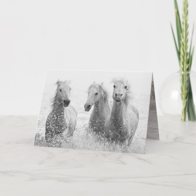 Carte de voeux Cheval - Trois Chevaux blancs éclab (Devant)