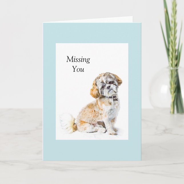 Carte de voeux Chien Chien Shih Tzu (Devant)