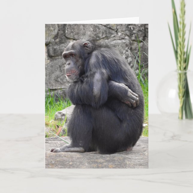 Carte de voeux Chimpanzé (Devant)