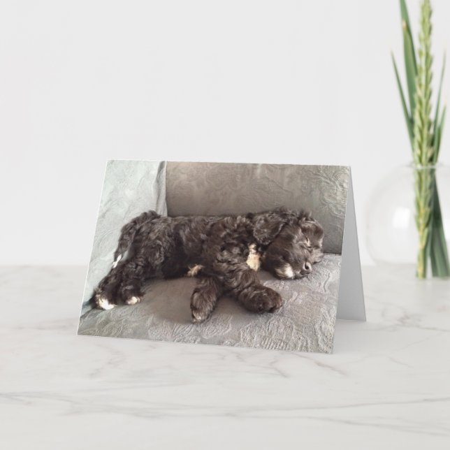 Carte de voeux - chiot de Cockapoo (Devant)