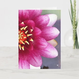 Carte de voeux Claret Coloured Water Lily