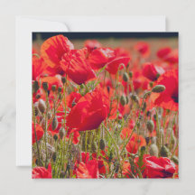 Carte de vœux Coquelicots