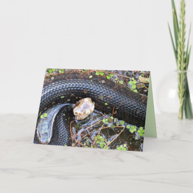 Carte de voeux Cottonmouth / Water Moccassin (Devant)