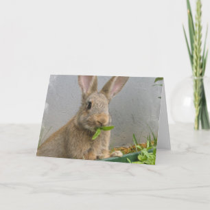 Carte de voeux Cottontail Rabbit