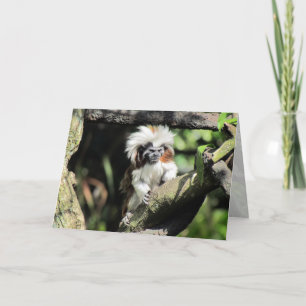 Carte de voeux Cottontop Tamarin