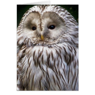 Carte de voeux CUTE OWL