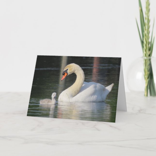 Carte de voeux cygne et cygnet (Devant)