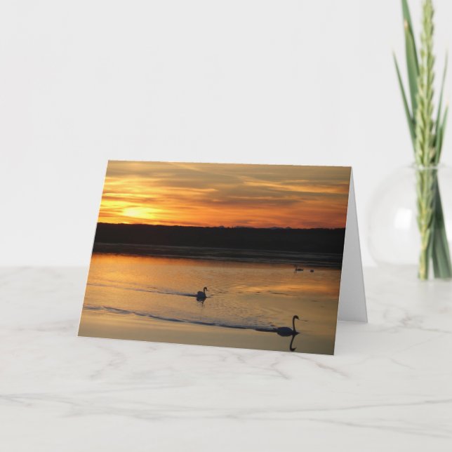 Carte de voeux : cygnes dans le coucher du soleil (Devant)