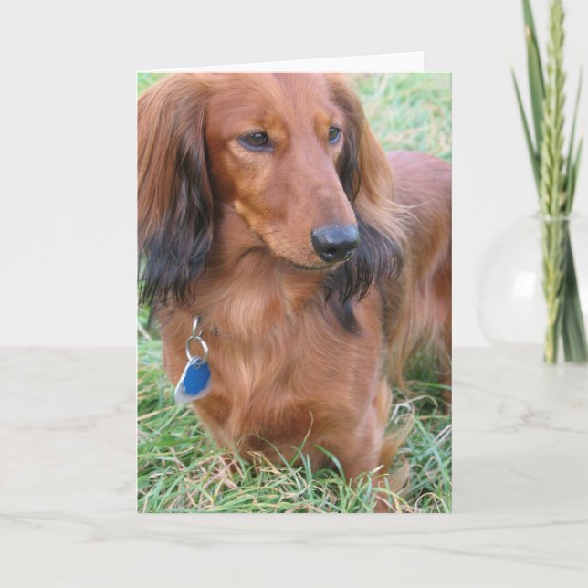 Carte de voeux Dachshund (Devant)