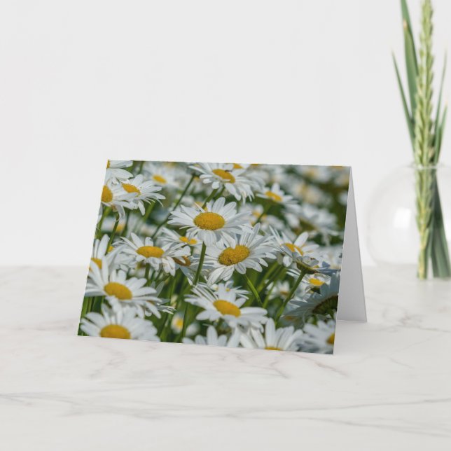 Carte de voeux - Daises dans le Vermont (Devant)