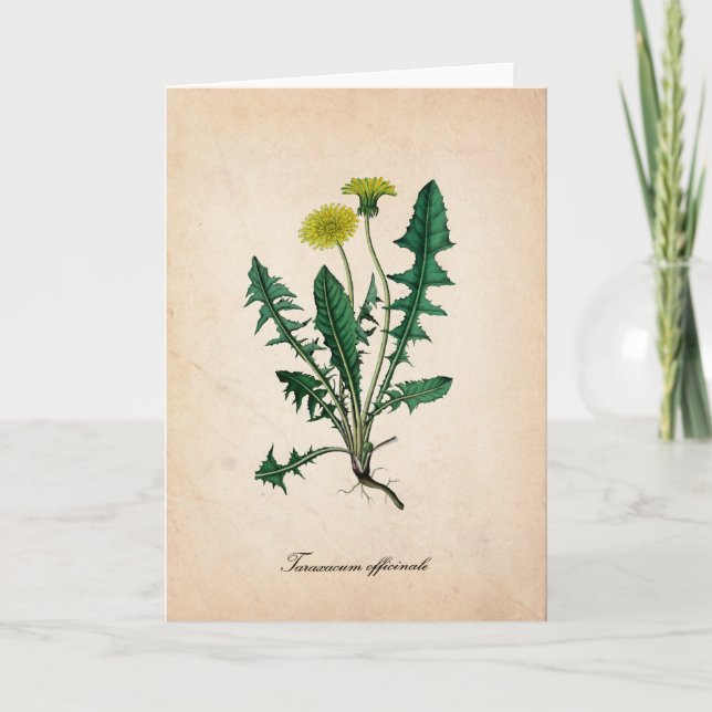 Carte de voeux Dandelion, illustration scientifiqu (Devant)