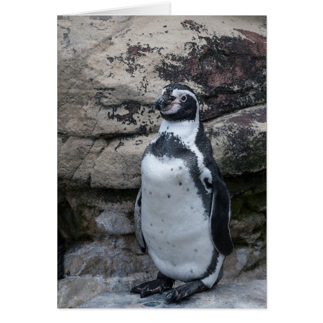 Carte de voeux d'animaux avec un pingouin. (Devant)