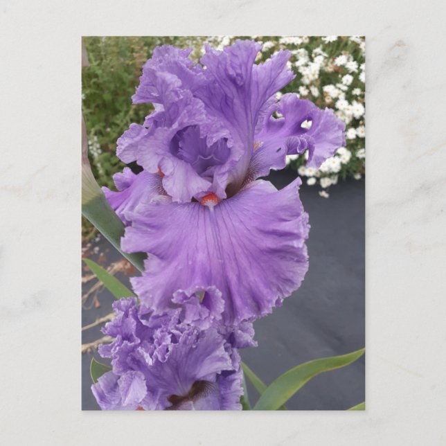 Carte de voeux d'anniversaire Iris Irides violette (Devant)