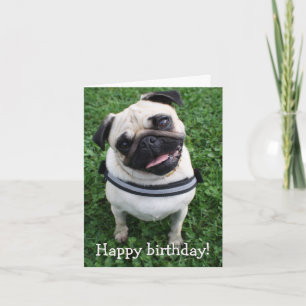 Carte de voeux d'anniversaire pour un Carlin agréa