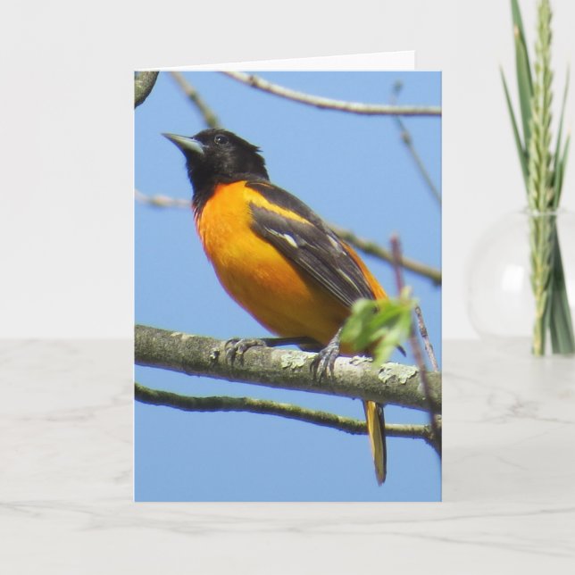 Carte de voeux de Baltimore Oriole (Devant)