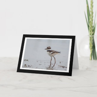 Carte de voeux de blanc de Killdeer de bébé