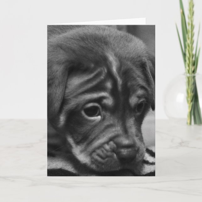 Carte de voeux de blanc de visage de chiot (Devant)