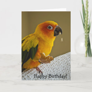 Carte de voeux de blanc d'oiseau de Sun Conure