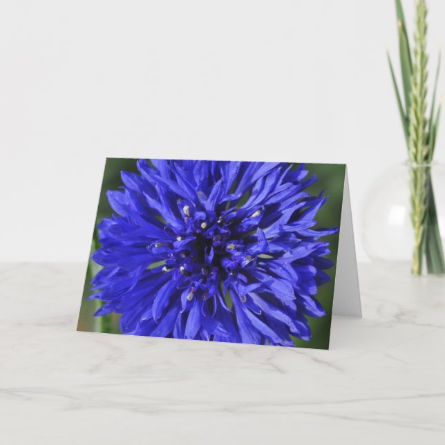 Carte de voeux de bleuet (Devant)