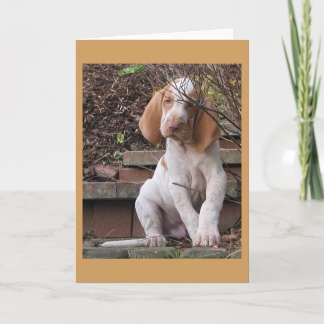 Carte de voeux de Bracco Italiano (Devant)