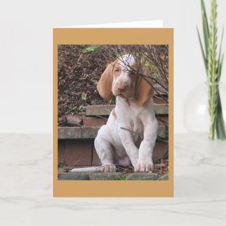 Carte de voeux de Bracco Italiano