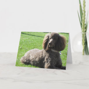 Carte de voeux de caniche standard