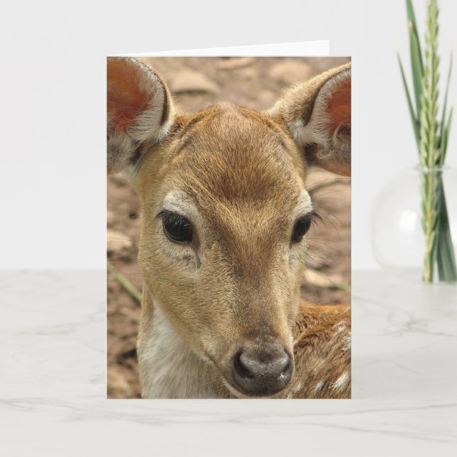 Carte de voeux de cerfs communs de Bambi (Devant)