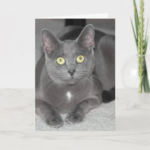 Carte de voeux de chat