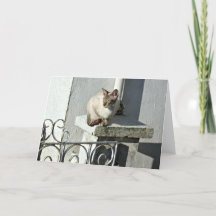 Carte de voeux de chat
