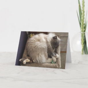 Carte de voeux de chat de Ragdoll