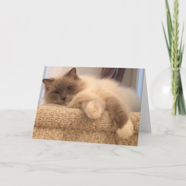 Carte de voeux de chat de Ragdoll (Devant)