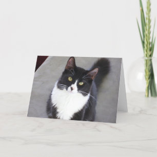 Carte de voeux de chat de smoking