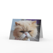 Carte de voeux de chat persan de Ronronnement-fect
