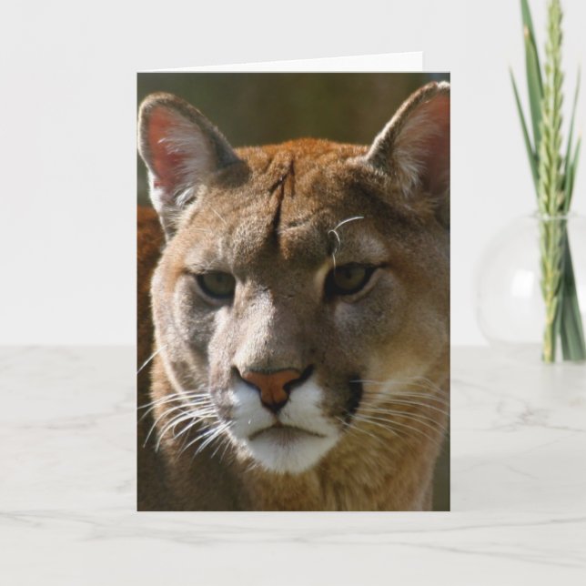 Carte de voeux de chats de puma (Devant)