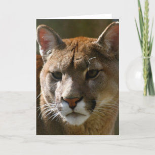 Carte de voeux de chats de puma
