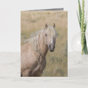 Carte de voeux de Cheval sauvage - Stallion du Pal