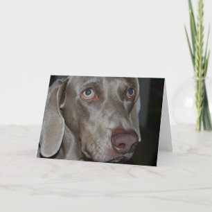 Carte de voeux de chien Weimaraner
