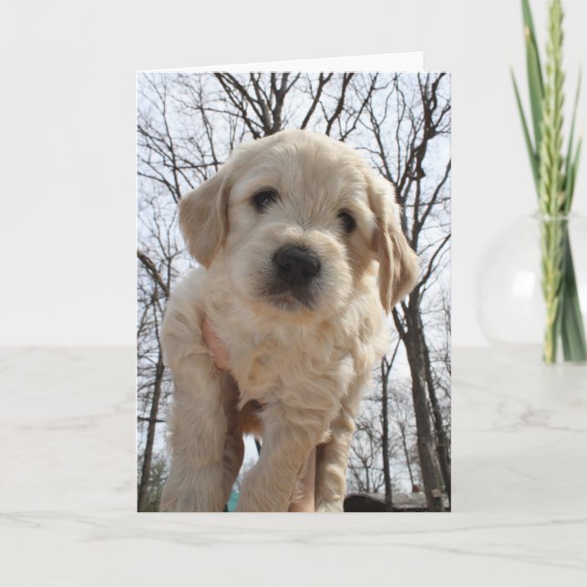 Carte de voeux de chiot de Goldendoodle (Devant)
