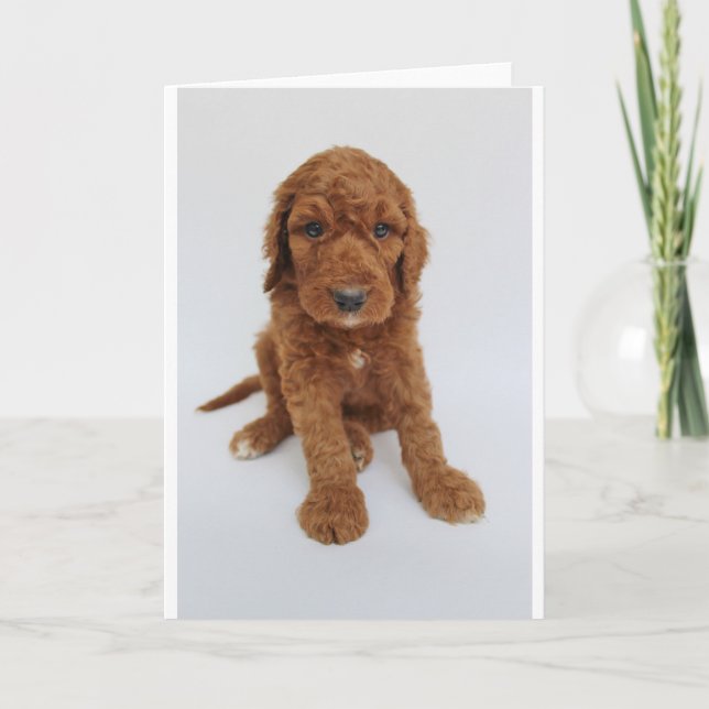 Carte de voeux de chiot de Goldendoodle (Devant)