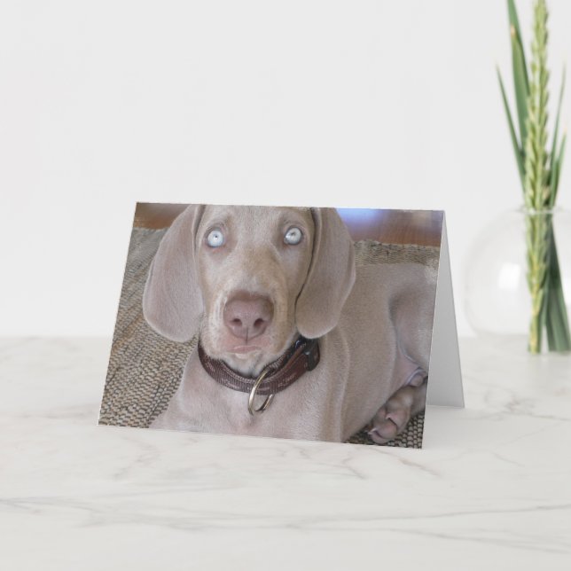 Carte de voeux de chiot de Weimaraner (Devant)